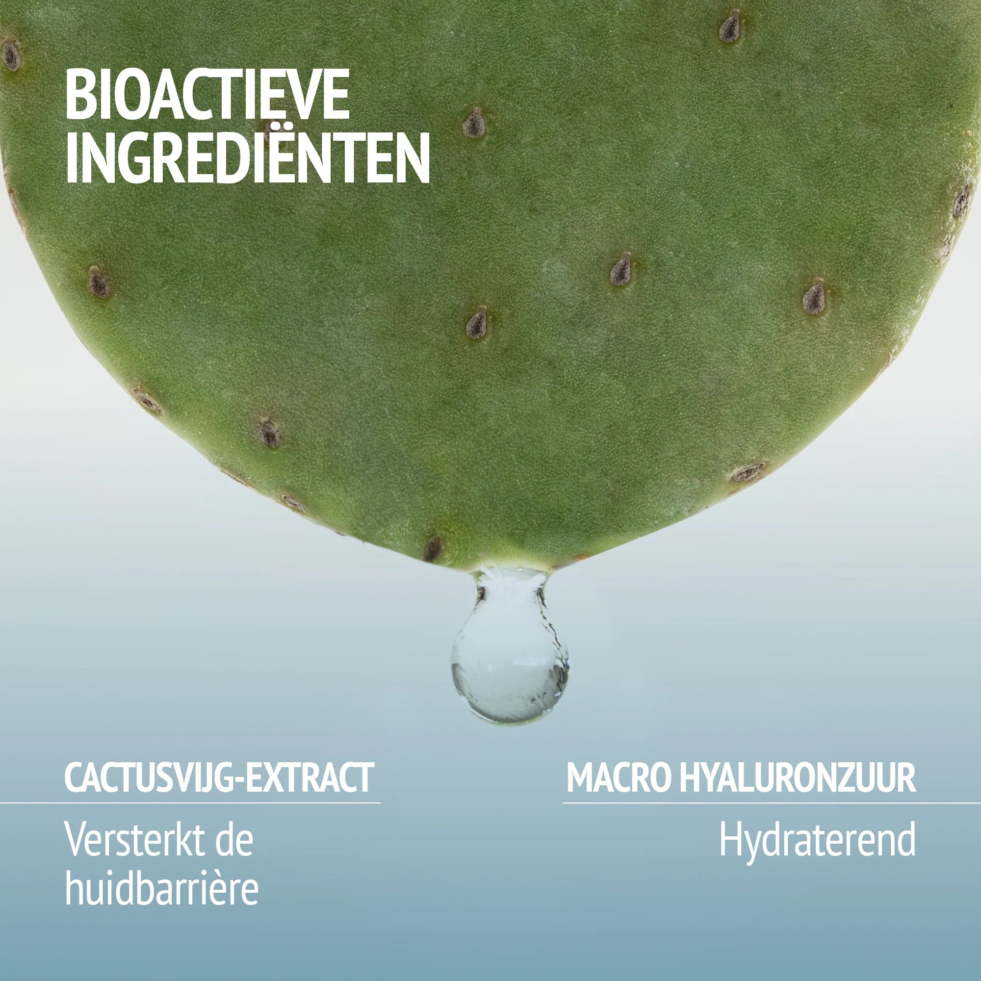 Bioactieve ingrediënten van Hydramemory Serum van [comfort zone] met cactusvijg-extract en hyaluronzuur voor een gladde huid.